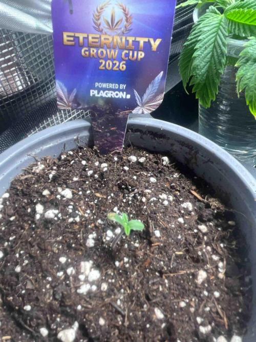 Eternity Grow Cup 2026. Week 1 - #1
Tag:7