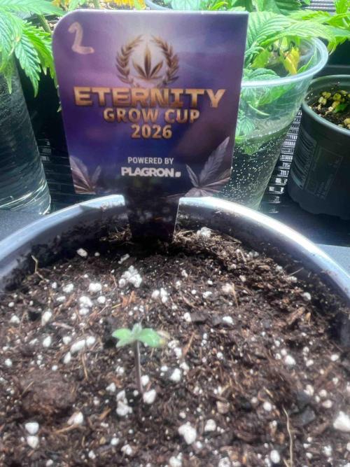 Eternity Grow Cup 2026. Week 1 - #2
Tag:7