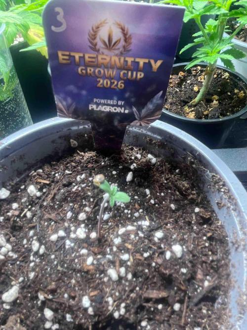 Eternity Grow Cup 2026. Week 1 - #3
Tag:7