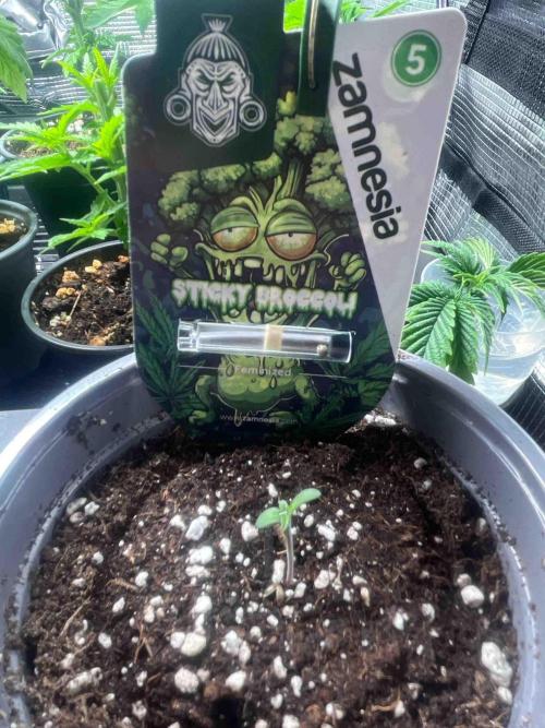 Eternity Grow Cup 2026. Week 1 - #4
Tag:7