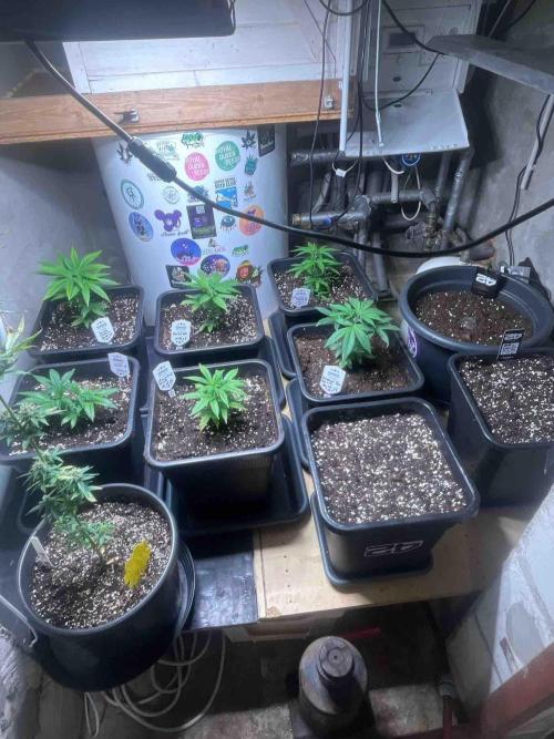 Grow Report Clementine Slush. Week 10