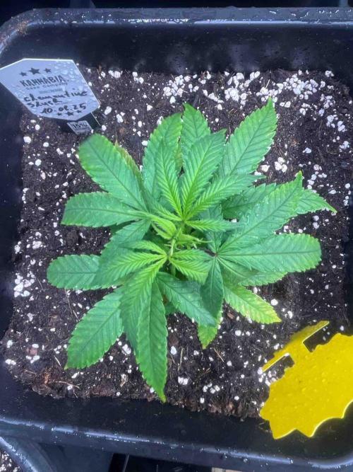 Grow Report Clementine Slush. Week 10 - #1
Tag:66