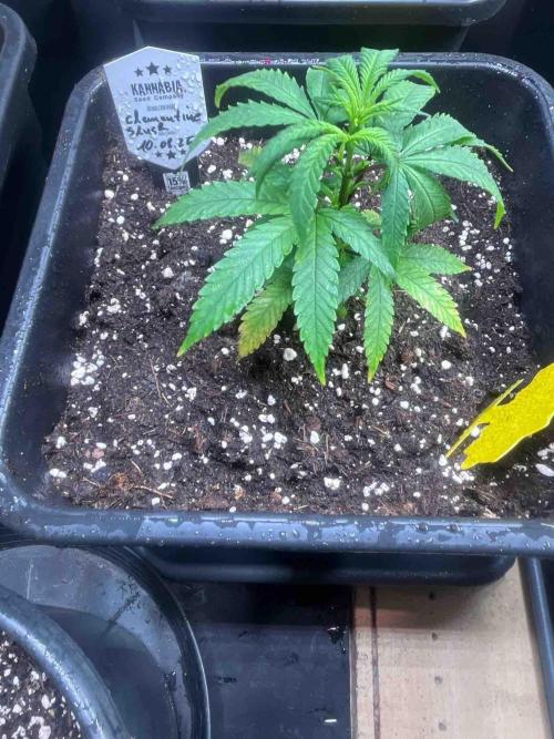 Grow Report Clementine Slush. Week 10 - #1
Tag:66