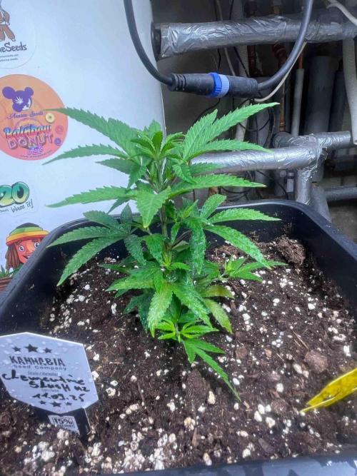 Grow Report Clementine Slush. Week 10 - #2
Tag:66