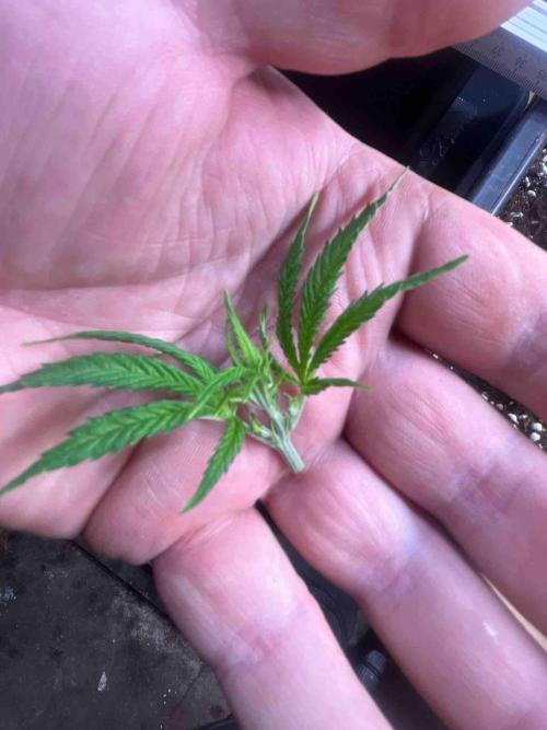 Grow Report Clementine Slush. Week 10 - #2
Tag:66