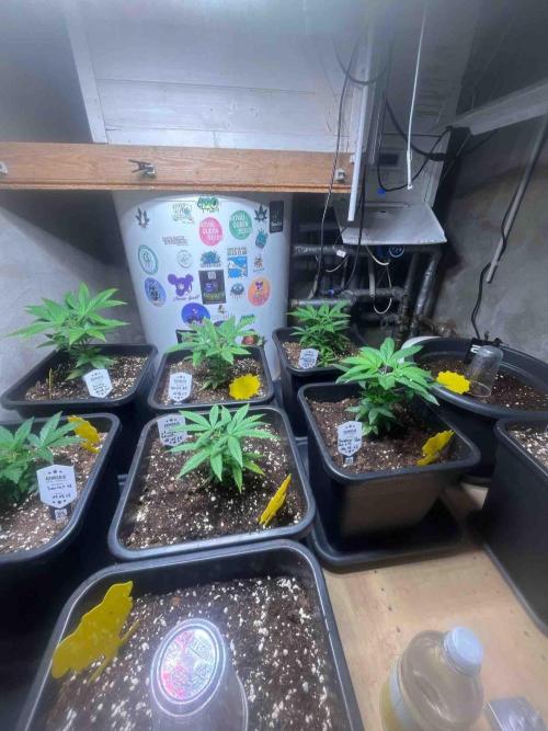 Grow Report Clementine Slush. Week 10