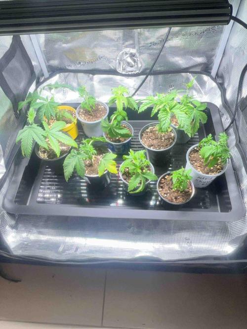 Seeds Mafia Sponsor Growing. Week 5