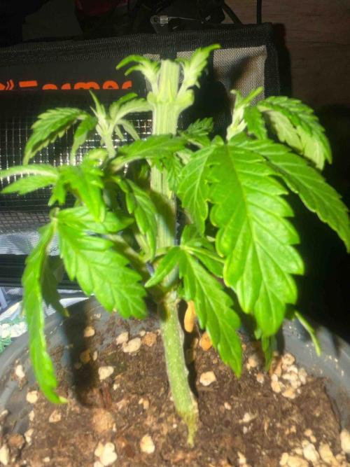 Seeds Mafia Sponsor Growing. Week 5 - #1
Tag:34
