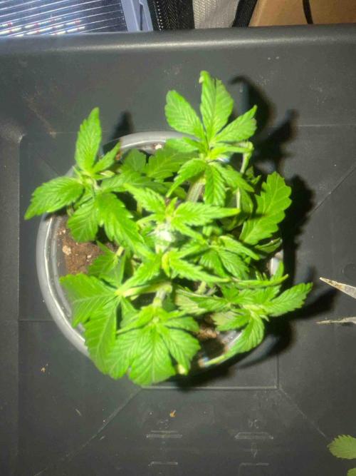 Seeds Mafia Sponsor Growing. Week 5 - #1
Tag:34