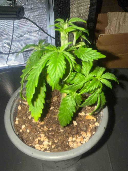 Seeds Mafia Sponsor Growing. Week 5 - #1
Tag:34