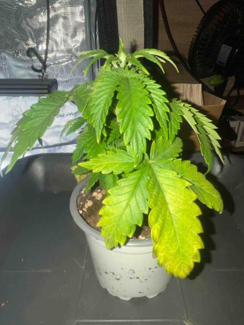 Seeds Mafia Sponsor Growing. Week 5 - #1
Tag:34