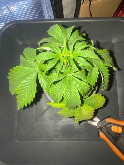 Seeds Mafia Sponsor Growing. Week 5 - #1
Tag:34