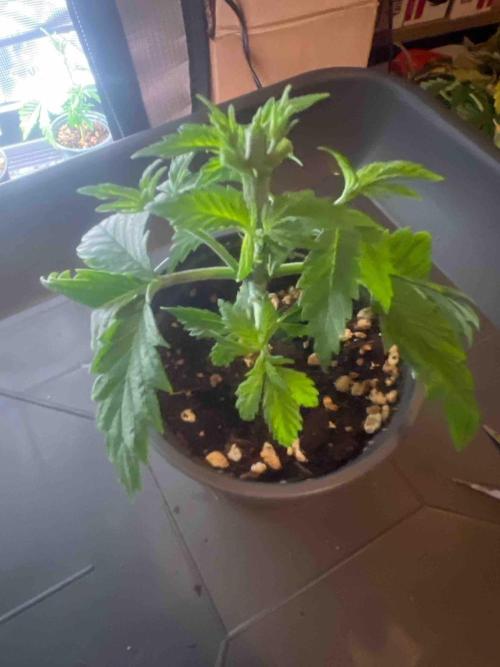 Seeds Mafia Sponsor Growing. Week 5 - #2
Tag:34