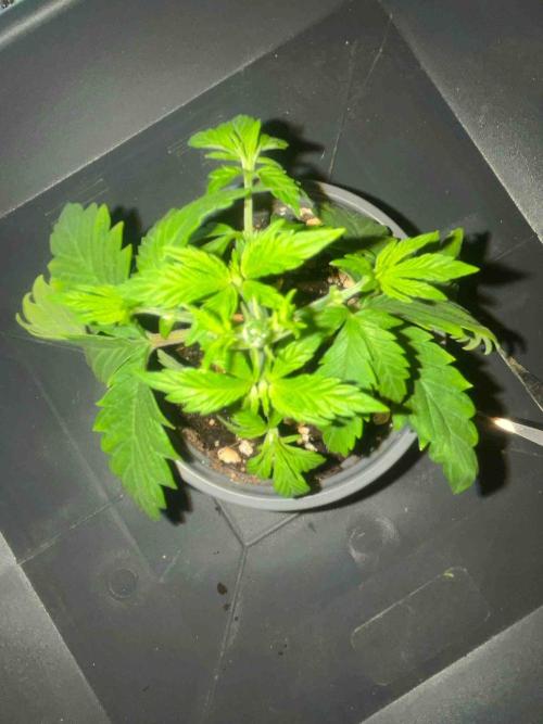 Seeds Mafia Sponsor Growing. Week 5 - #2
Tag:34