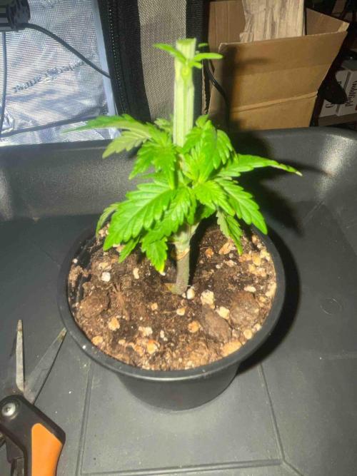 Seeds Mafia Sponsor Growing. Week 5 - #3
Tag:34