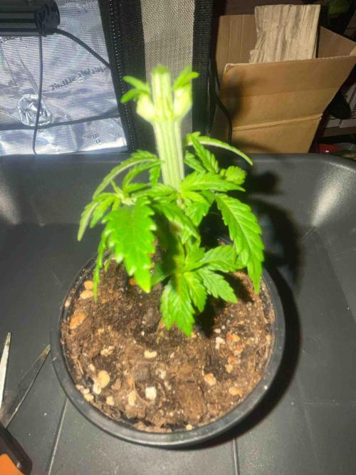 Seeds Mafia Sponsor Growing. Week 5 - #3
Tag:34