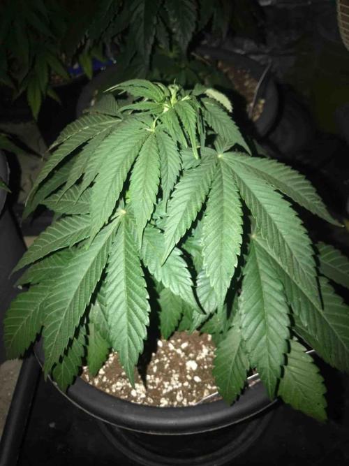 Anesia / White Runtz Testing Grow. Week 9 - #1
Day:59