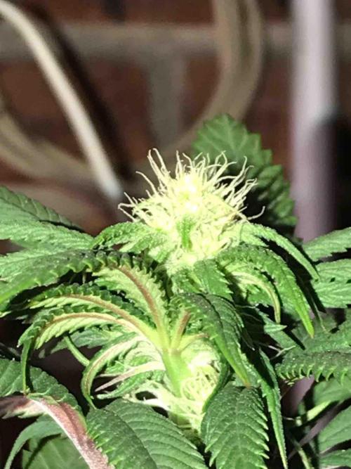 Anesia / White Runtz Testing Grow. Week 9 - #1
Day:63