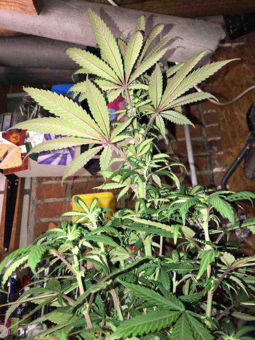 Anesia / White Runtz Testing Grow. Week 9 - #1
Day:63