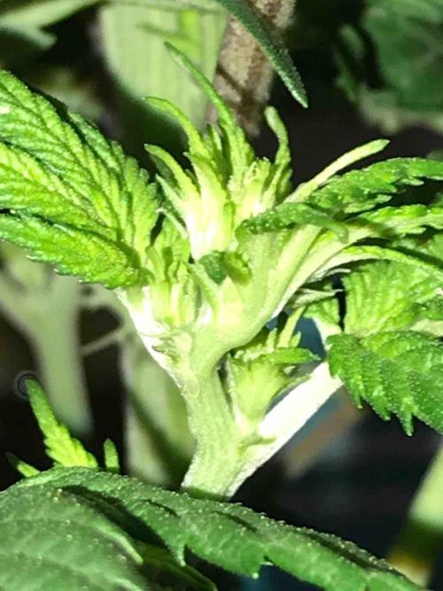 Anesia / White Runtz Testing Grow. Week 9 - #1
Day:63