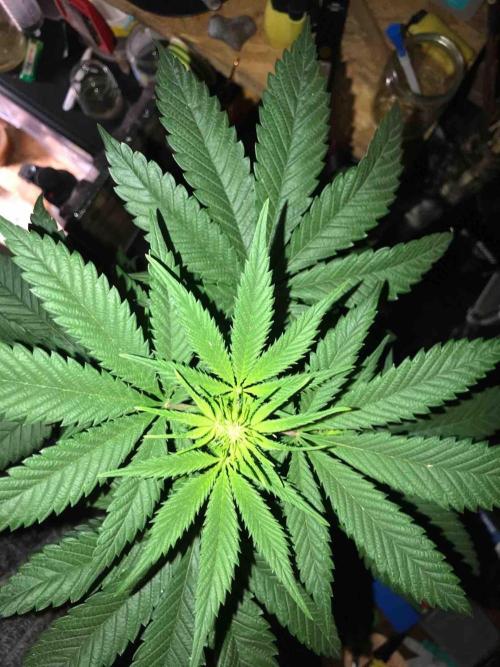 Anesia / White Runtz Testing Grow. Week 9 - #1
Day:63