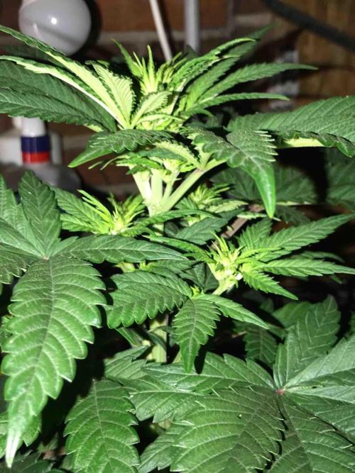 Anesia / White Runtz Testing Grow. Week 9 - #1
Day:63