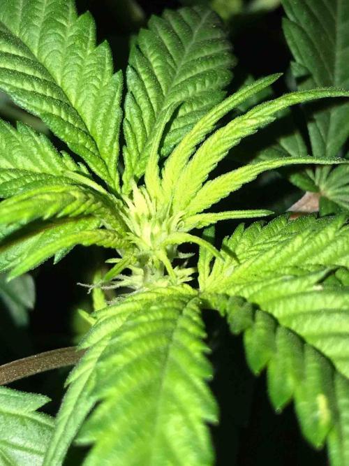 Anesia / White Runtz Testing Grow. Week 9 - #1
Day:63