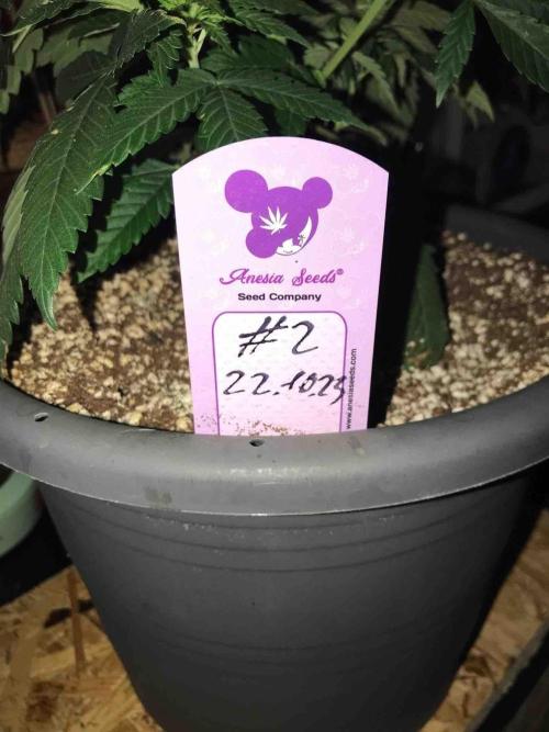 Anesia / White Runtz Testing Grow. Week 9