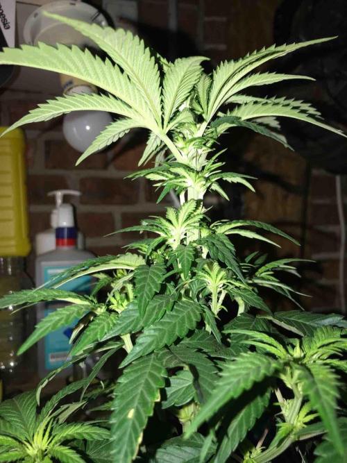 Anesia / White Runtz Testing Grow. Week 9 - #2
Day:63