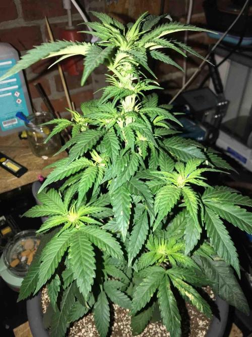 Anesia / White Runtz Testing Grow. Week 9 - #2
Day:63