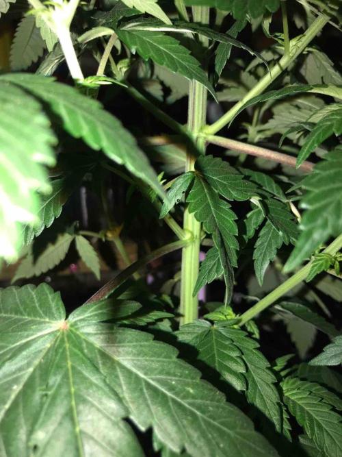 Anesia / White Runtz Testing Grow. Week 9 - #3
Day:63