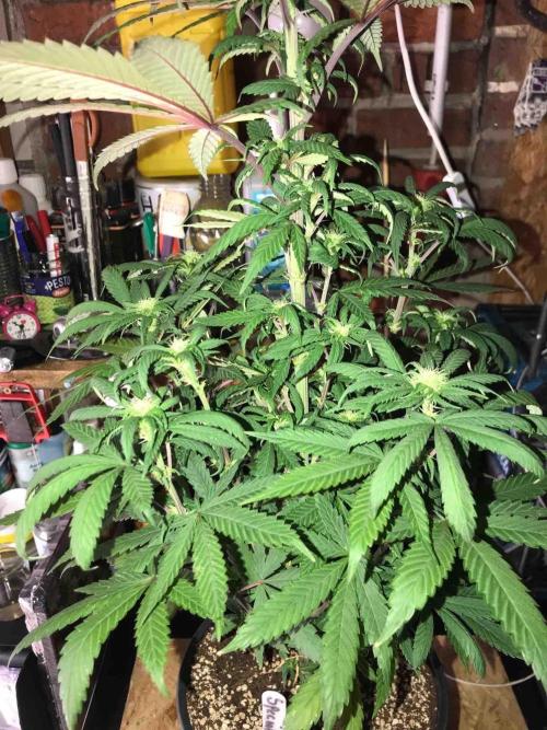 Anesia / White Runtz Testing Grow. Week 9 - #3
Day:63