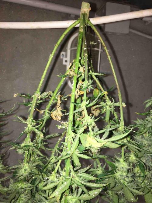 Anesia / White Runtz Testing Grow. Week 10