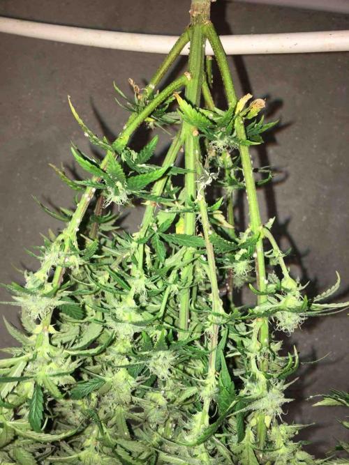 Anesia / White Runtz Testing Grow. Week 10