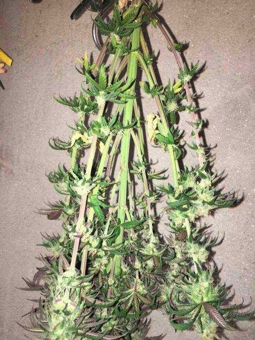 Anesia / White Runtz Testing Grow. Week 10