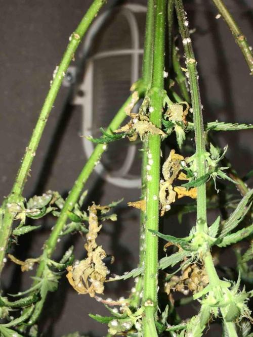 Anesia / White Runtz Testing Grow. Week 10