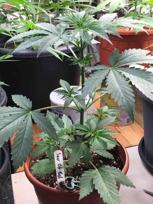 Ganja Farmer Sour OG Kush. Week 6 - #1
Day:36