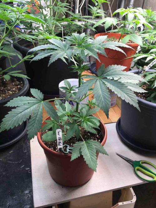 Ganja Farmer Sour OG Kush. Week 6 - #1
Day:36