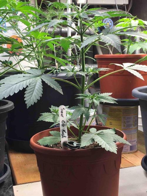 Ganja Farmer Sour OG Kush. Week 6 - #1
Day:36