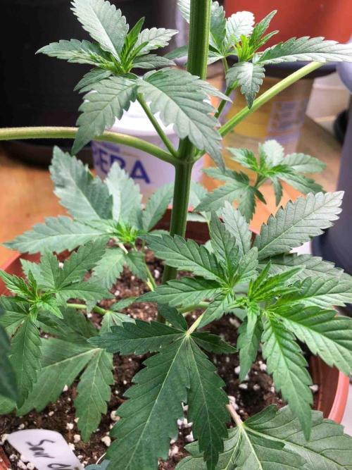 Ganja Farmer Sour OG Kush. Week 6 - #1
Day:36