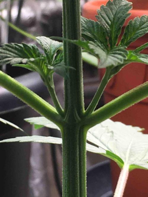 Ganja Farmer Sour OG Kush. Week 6 - #1
Day:36