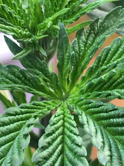 Ganja Farmer Sour OG Kush. Week 6 - #1
Day:36