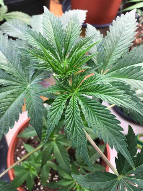 Ganja Farmer Sour OG Kush. Week 6 - #1
Day:36