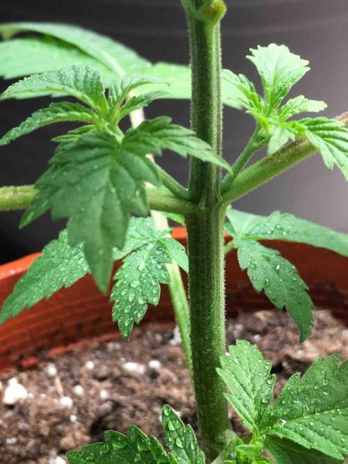 Ganja Farmer Sour OG Kush. Week 6 - #2
Day:36