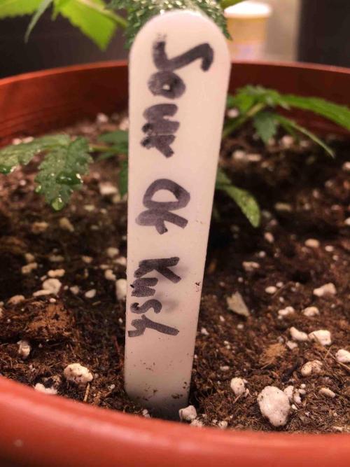 Ganja Farmer Sour OG Kush. Week 6 - #2
Day:36