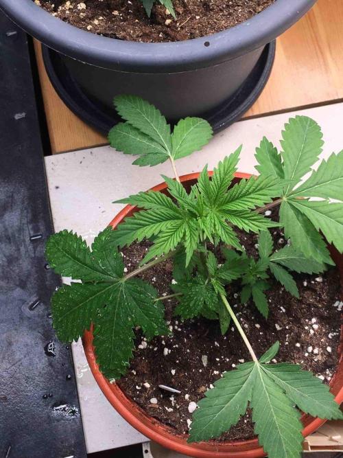 Ganja Farmer Sour OG Kush. Week 6 - #2
Day:36