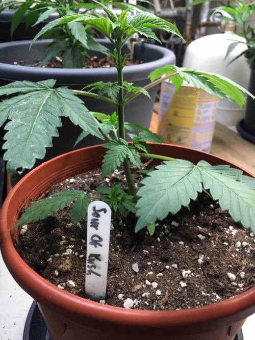 Ganja Farmer Sour OG Kush. Week 6 - #2
Day:36