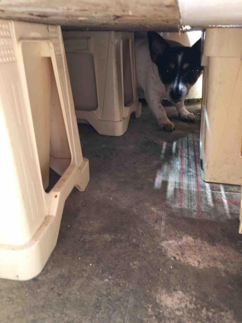 Ganja Farmer Sour OG Kush. Week 6