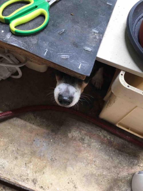 Ganja Farmer Sour OG Kush. Week 6