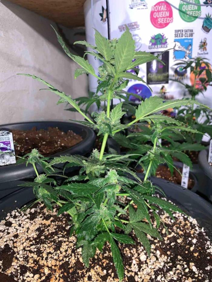 Sponsoring/ Zamnesia Skywalker OG. Week 8